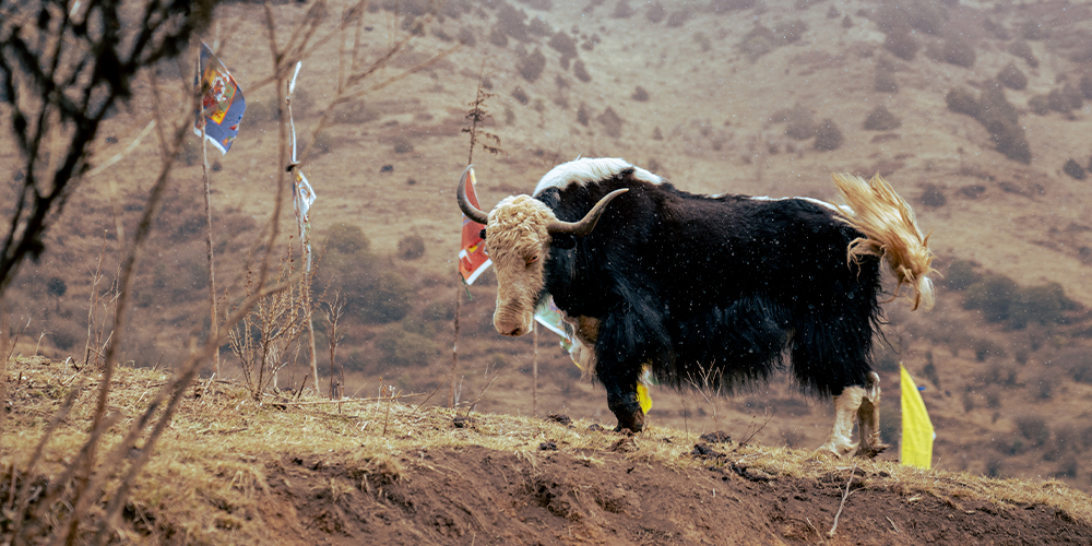 An Unforgettable Family Adventure in Bhutan's Heart