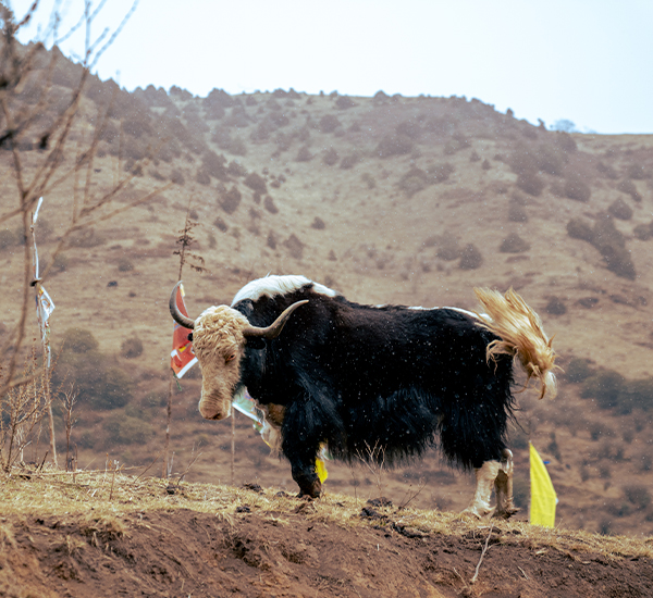 An Unforgettable Family Adventure in Bhutan's Heart